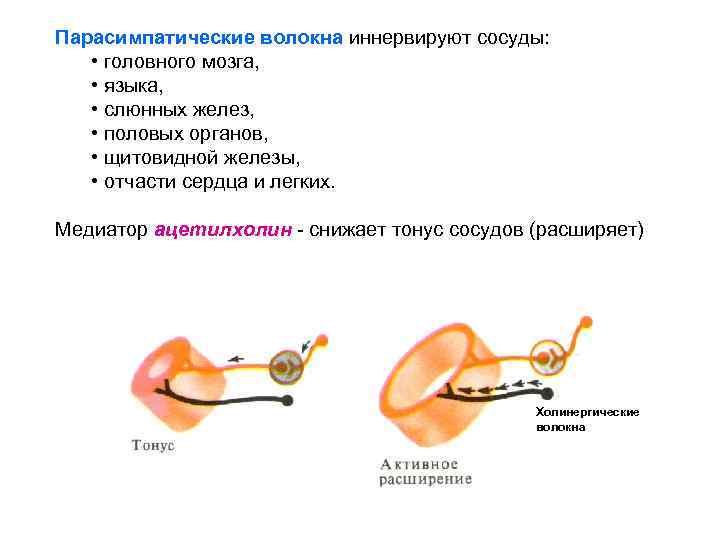 Парасимпатические волокна иннервируют сосуды: • головного мозга, • языка, • слюнных желез, • половых