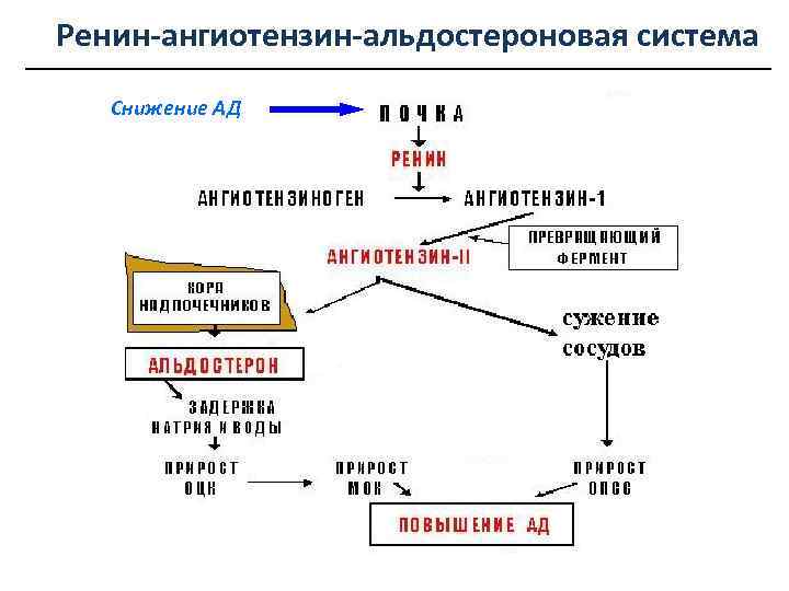 Схема патогенеза артериальной гипертензии с учетом роли ренин ангиотензин альдостероновой системы