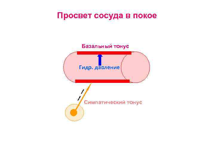 Просвет сосуда в покое Базальный тонус Гидр. давление Симпатический тонус 