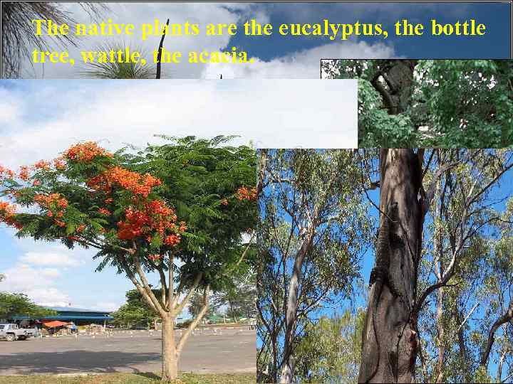 The native plants are the eucalyptus, the bottle tree, wattle, the acacia. 