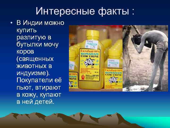 Интересные факты : • В Индии можно купить разлитую в бутылки мочу коров (священных