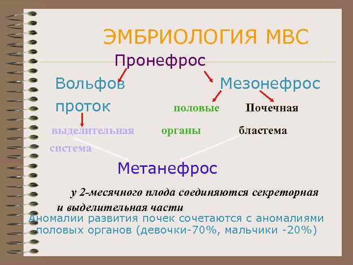 ЭМБРИОЛОГИЯ МВС Пронефрос Вольфов Мезонефрос проток половые Почечная выделительная органы бластема система Метанефрос у