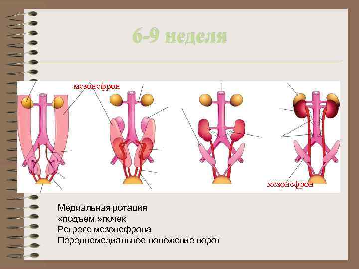 Диета с нарушением функции почек