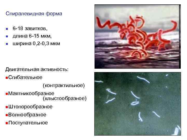 Спиралевидная форма n n n 6 -18 завитков, длина 6 -15 мкм, ширина 0,