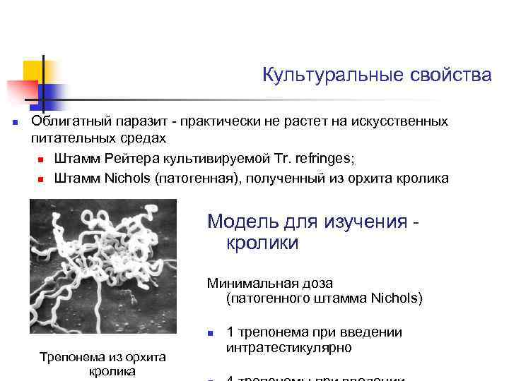 Культуральные свойства n Облигатный паразит - практически не растет на искусственных питательных средах n