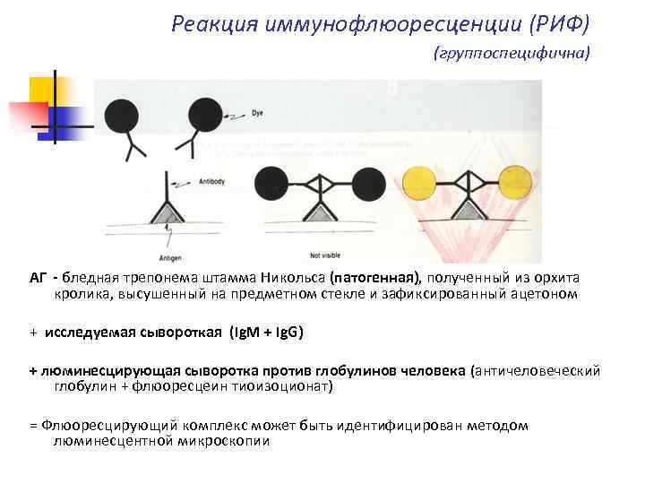 Реакция иммунофлюоресценции (РИФ) (группоспецифична) АГ - бледная трепонема штамма Никольса (патогенная), полученный из орхита