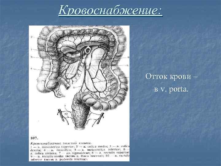 Где находится поперечно ободочная кишка у человека фото