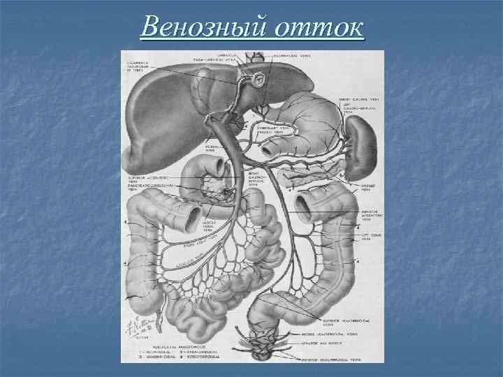 Венозный отток 