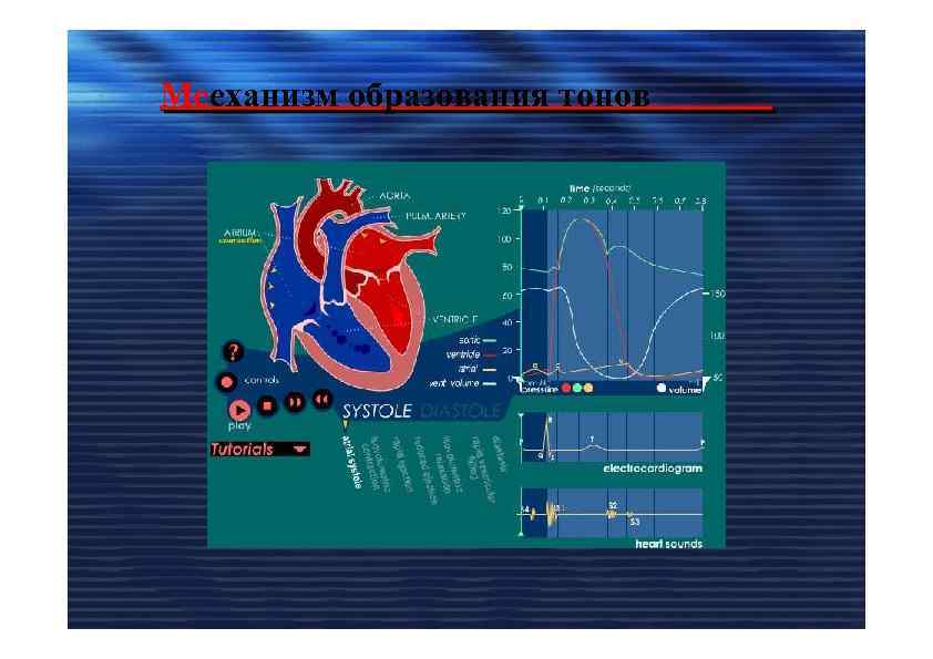Мееханизм образования тонов 