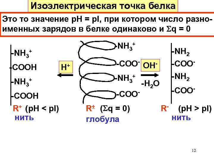 Число аминокислот в белке