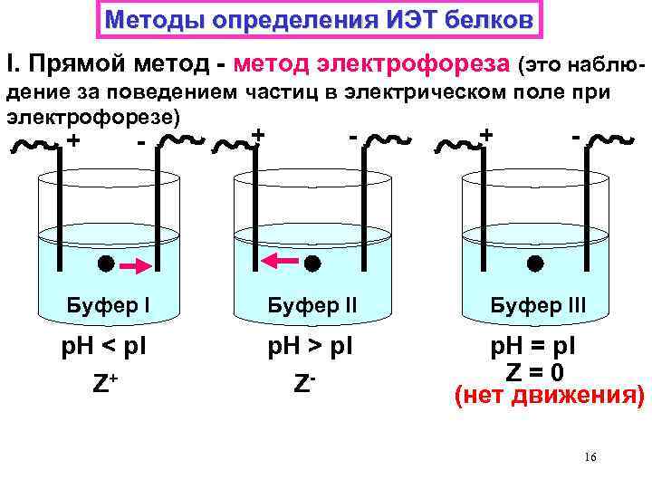 Электрофорез белков презентация