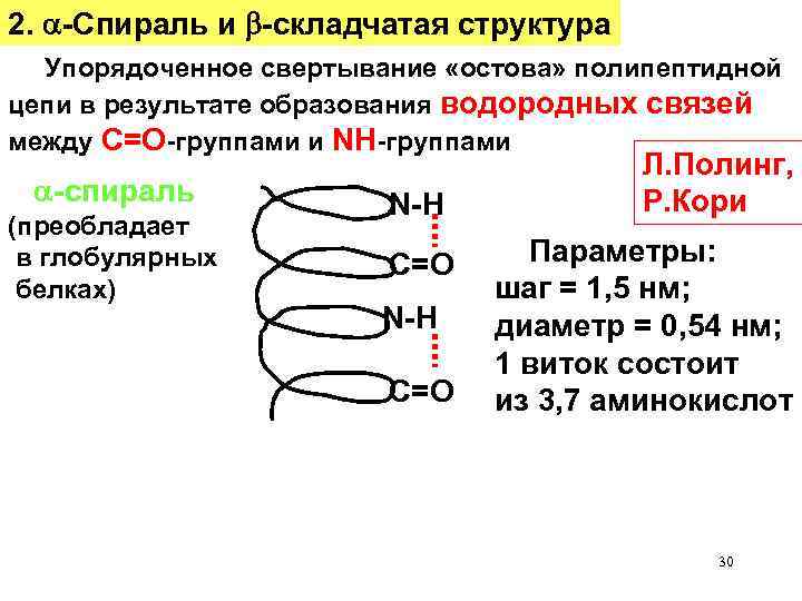 2. -Спираль и -складчатая структура Упорядоченное свертывание «остова» полипептидной цепи в результате образования водородных