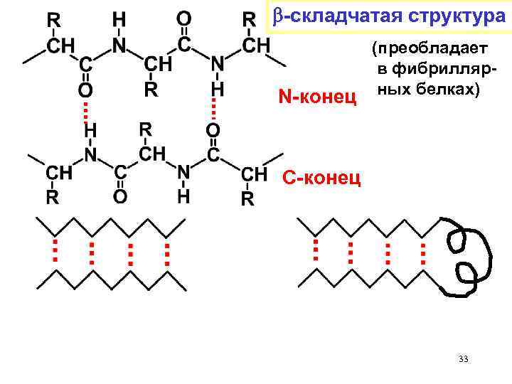  -складчатая структура N-конец (преобладает в фибриллярных белках) С-конец 33 