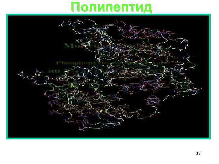 Полипептид 37 