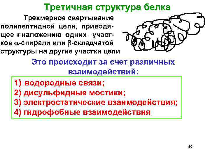 Третичная структура белка Трехмерное свертывание полипептидной цепи, приводящее к наложению одних участков -спирали или
