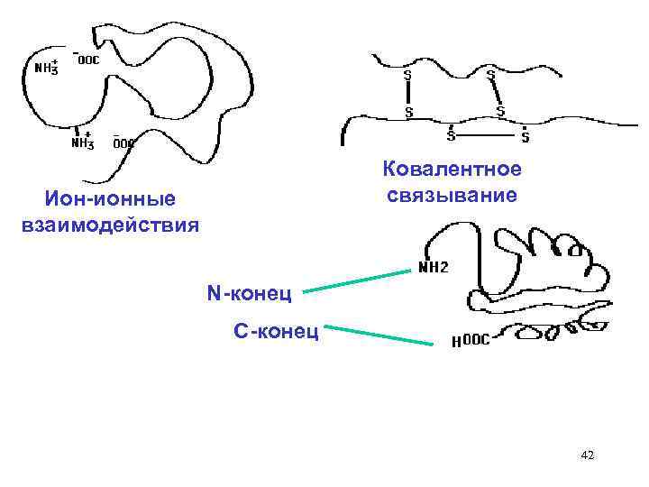 Ковалентное связывание Ион-ионные взаимодействия N-конец С-конец 42 