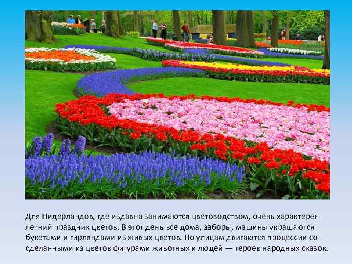 Для Нидерландов, где издавна занимаются цветоводством, очень характерен летний праздник цветов. В этот день