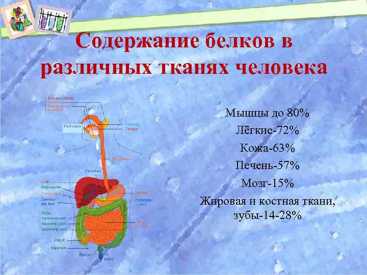 Содержание белков в различных тканях человека Мышцы до 80% Лёгкие-72% Кожа-63% Печень-57% Мозг-15% Жировая