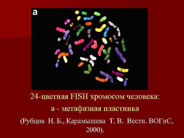 24 -цветная FISH хромосом человека: a - метафазная пластинка (Рубцов Н. Б. , Карамышева