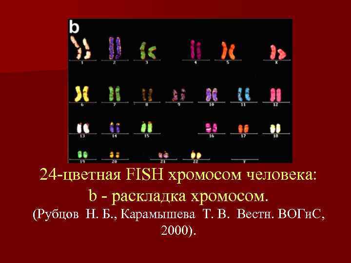 24 -цветная FISH хромосом человека: b - pаскладка хромосом. (Рубцов Н. Б. , Карамышева