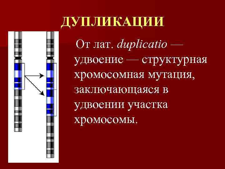 ДУПЛИКАЦИИ От лат. duplicatio — удвоение — структурная хромосомная мутация, заключающаяся в удвоении участка