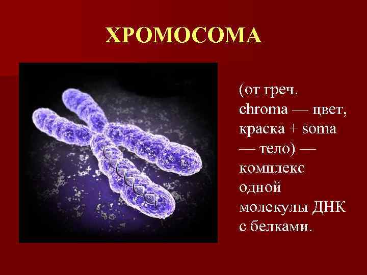 ХРОМОСОМА (от греч. chroma — цвет, краска + soma — тело) — комплекс одной