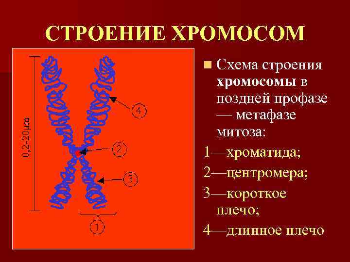 Овогенез схема и набор хромосом