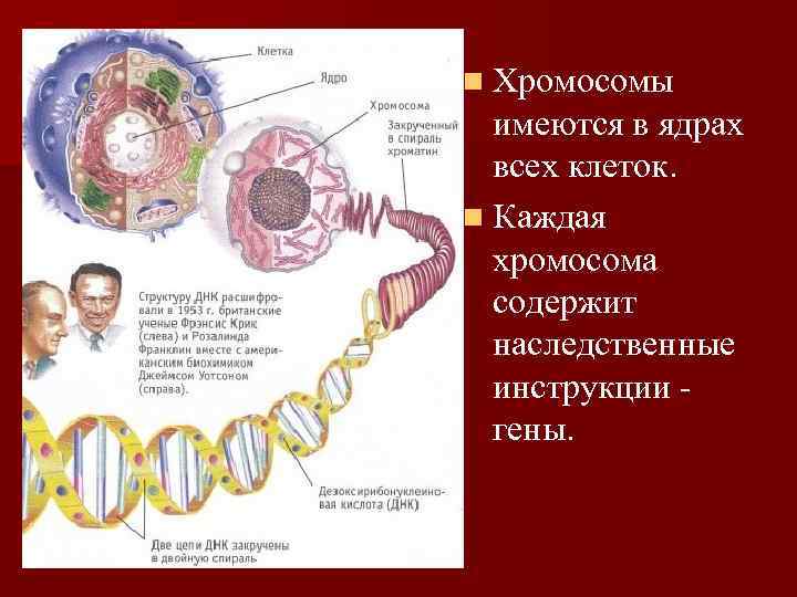 n Хромосомы имеются в ядрах всех клеток. n Каждая хромосома содержит наследственные инструкции -