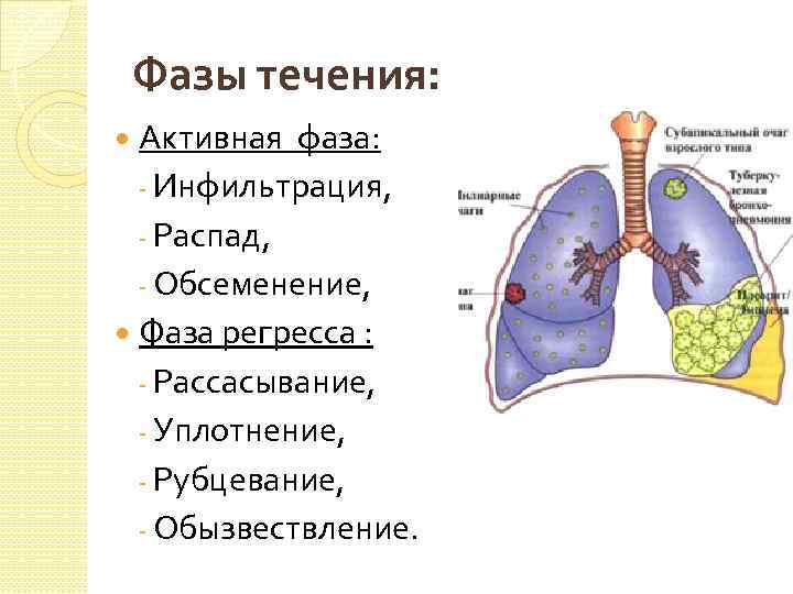 Фазы течения: Активная фаза: - Инфильтрация, - Распад, - Обсеменение, Фаза регресса : -