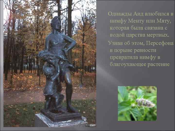  Однажды Аид влюбился в нимфу Менту или Мяту, которая была связана с водой