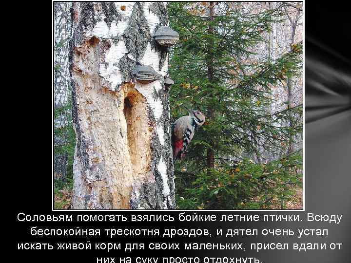 Соловьям помогать взялись бойкие летние птички. Всюду беспокойная трескотня дроздов, и дятел очень устал