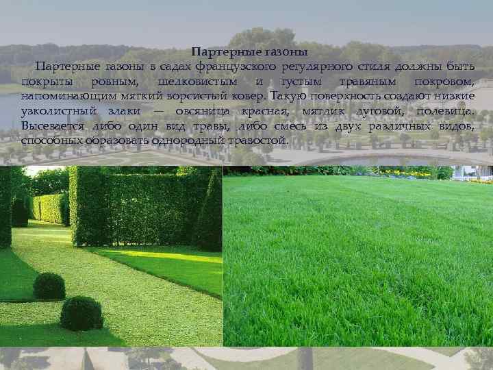 Партерные газоны в садах французского регулярного стиля должны быть покрыты ровным, шелковистым и густым