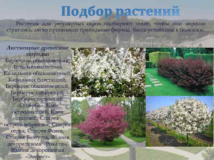 Подбор растений Растения для регулярных садов подбирают такие, чтобы они хорошо стриглись, легко принимали