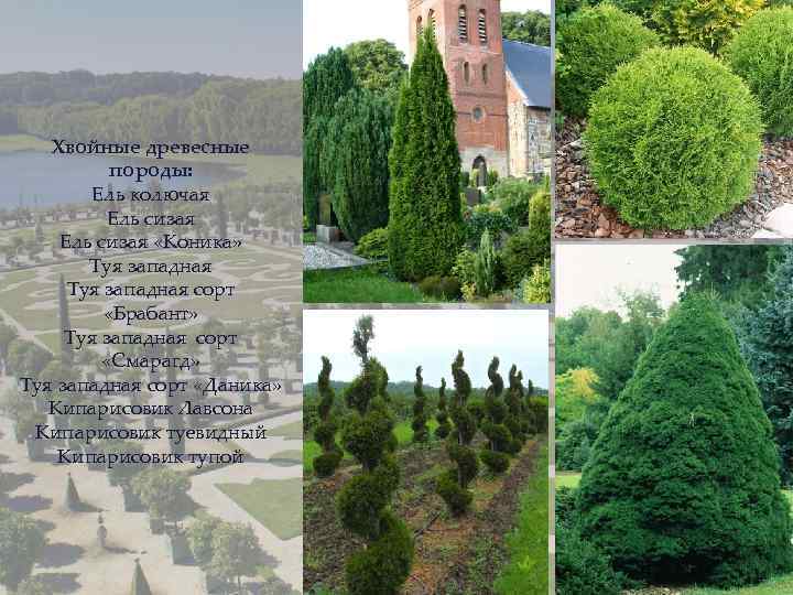 Хвойные древесные породы: Ель колючая Ель сизая «Коника» Туя западная сорт «Брабант» Туя западная