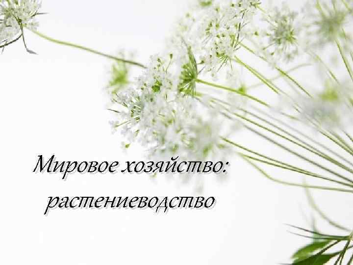Мировое хозяйство: растениеводство 