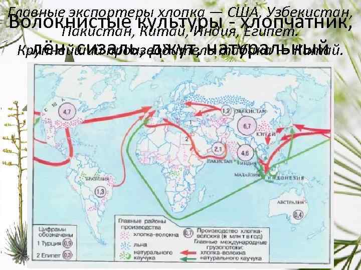 Главные экспортеры хлопка — США, Узбекистан, Волокнистые культуры - хлопчатник, Пакистан, Китай, Индия, Египет.