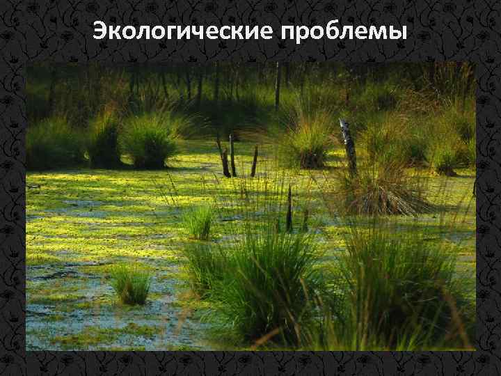 Экологические проблемы • эрозия земли в результате неправильной агротехники; • загрязнение почв из-за чрезмерного