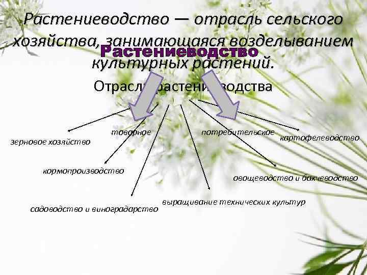 Основные отрасли растениеводства. Классификация растениеводства. Какие бывают отрасли растениеводства. Основные подотрасли растениеводства. Перечислите отрасли растениеводства.