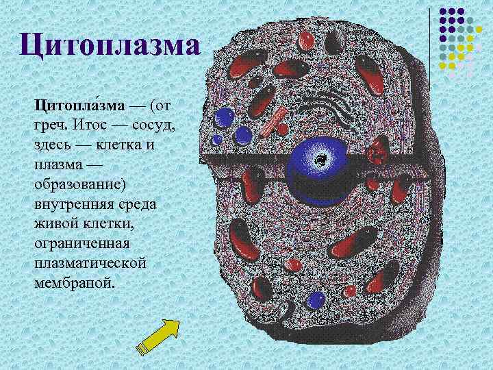 Цитоплазма Цитопла зма — (от греч. Итос — сосуд, здесь — клетка и плазма
