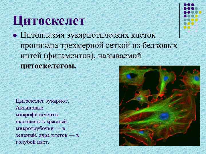 Цитоскелет l Цитоплазма эукариотических клеток пронизана трехмерной сеткой из белковых нитей (филаментов), называемой цитоскелетом.