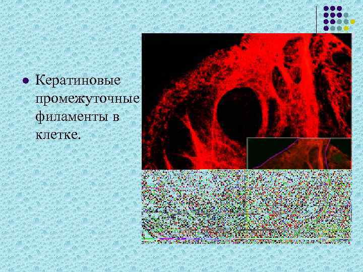 l Кератиновые промежуточные филаменты в клетке. 