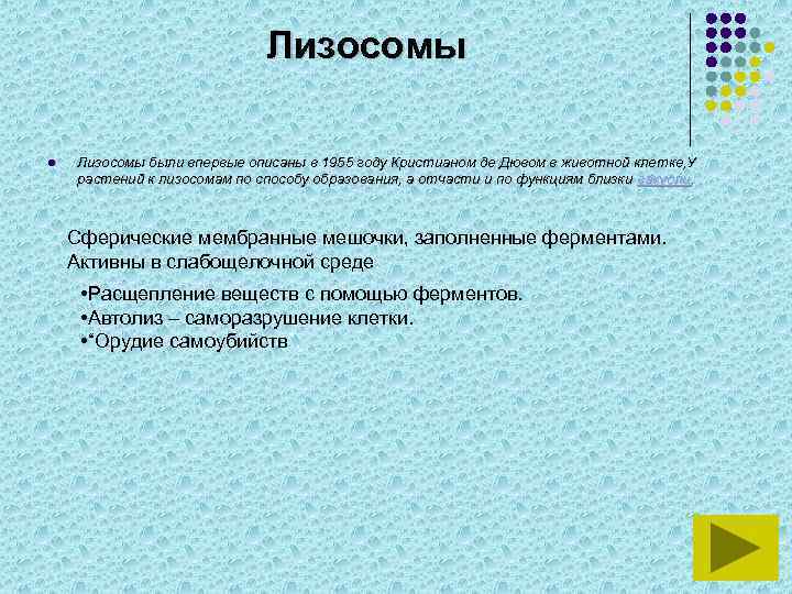 Лизосомы l Лизосомы были впервые описаны в 1955 году Кристианом де Дювом в животной