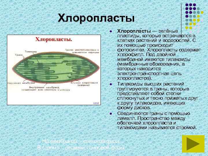 Хлоропласты характерны для ответ. Хлоропласты функции. Особенности строения хлоропластов. Есть хлоропласты у корненожек.