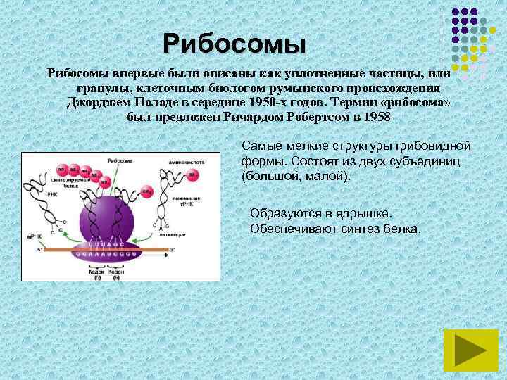 Рибосомы впервые были описаны как уплотненные частицы, или гранулы, клеточным биологом румынского происхождения Джорджем