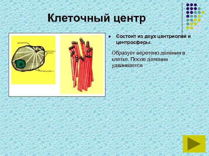 Клеточный центр l Состоит из двух центриолей и центросферы. Образует веретено деления в клетке.
