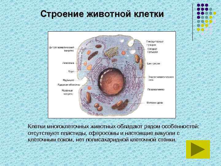 Клеточная стенка животной клетки