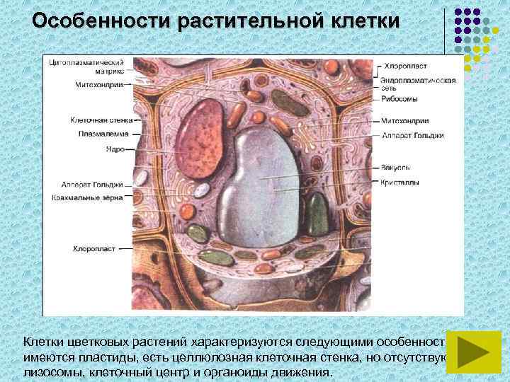 Особенности растительной клетки Клетки цветковых растений характеризуются следующими особенностями: имеются пластиды, есть целлюлозная клеточная