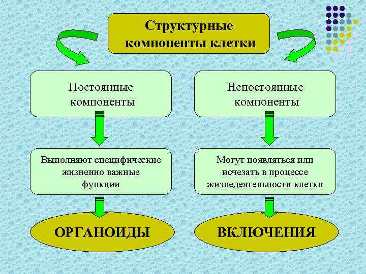 Структурные компоненты клетки Постоянные компоненты Непостоянные компоненты Выполняют специфические жизненно важные функции Могут появляться