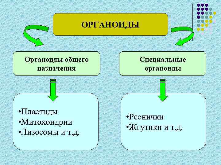 ОРГАНОИДЫ Органоиды общего назначения • Пластиды • Митохондрии • Лизосомы и т. д. Специальные