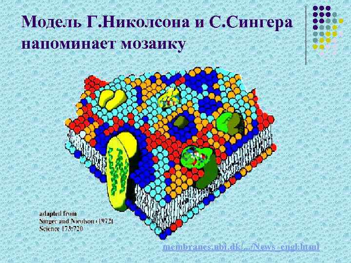 Модель Г. Николсона и С. Сингера напоминает мозаику membranes. nbi. dk/. . . /News_engl.